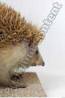 Hedgehog - Erinaceus europaeus 0018